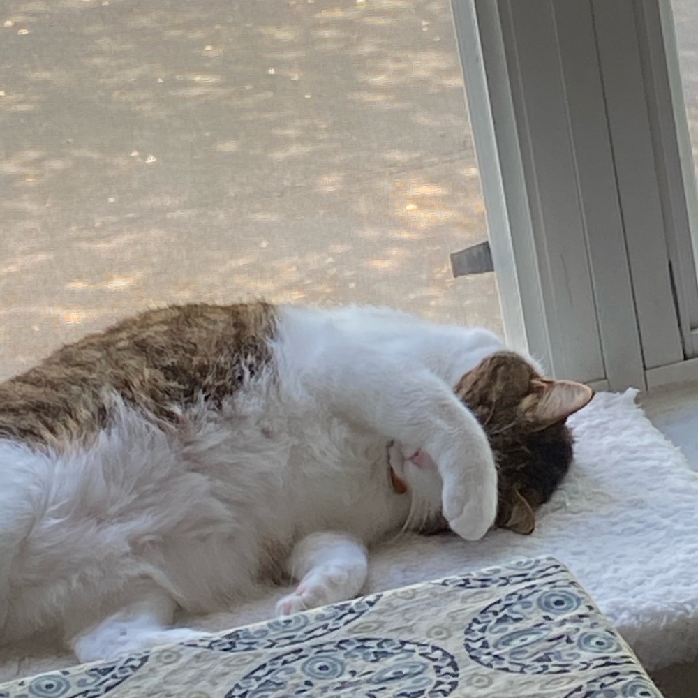 Meet your Posher, Jennifer